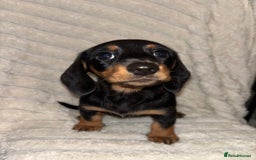Miniature Dachshund dogs for sale: Smooth coat Minature Dacshund’s  - Image 2