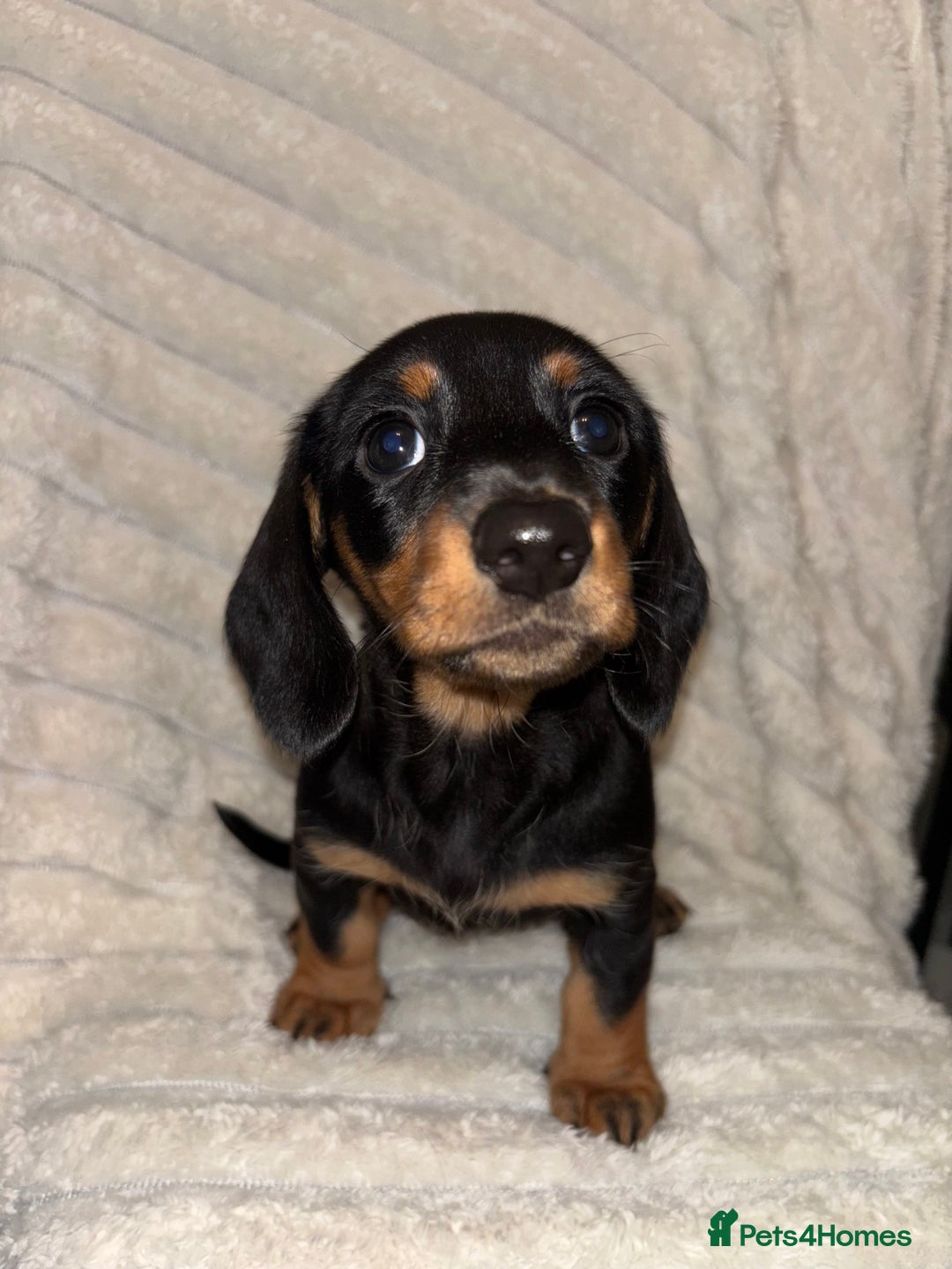 Miniature Dachshund dogs for sale: Smooth coat Minature Dacshund’s  - Image 2