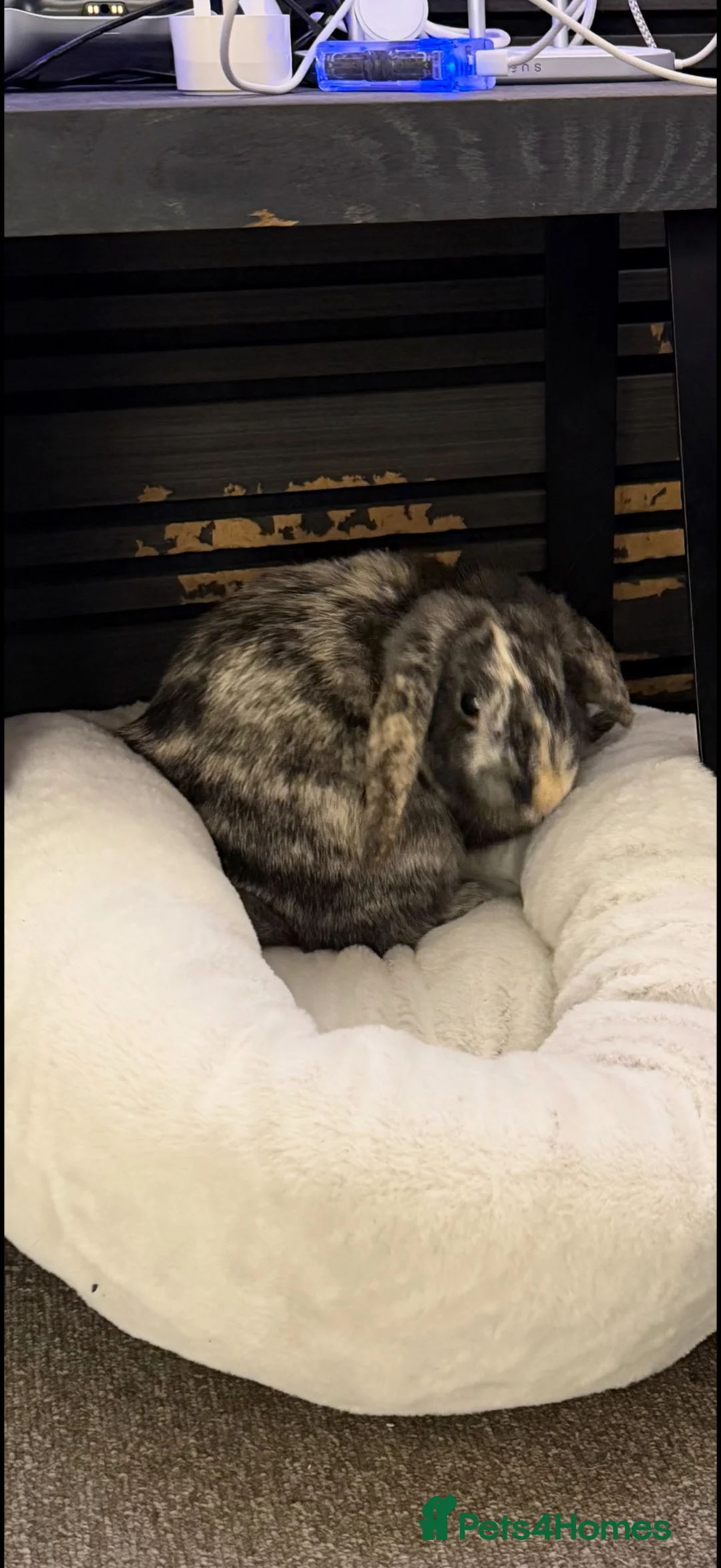 Mini Lop rabbits for sale: Mopsy in Derby - Advert 1