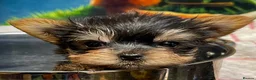 Yorkshire Terrier dogs for sale: Miniature Yorkshire terrier puppies  - Advert 4