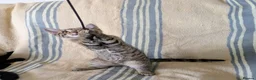 Bengal cats for sale: Friendly Adorable Bengal kittens  - Advert 20