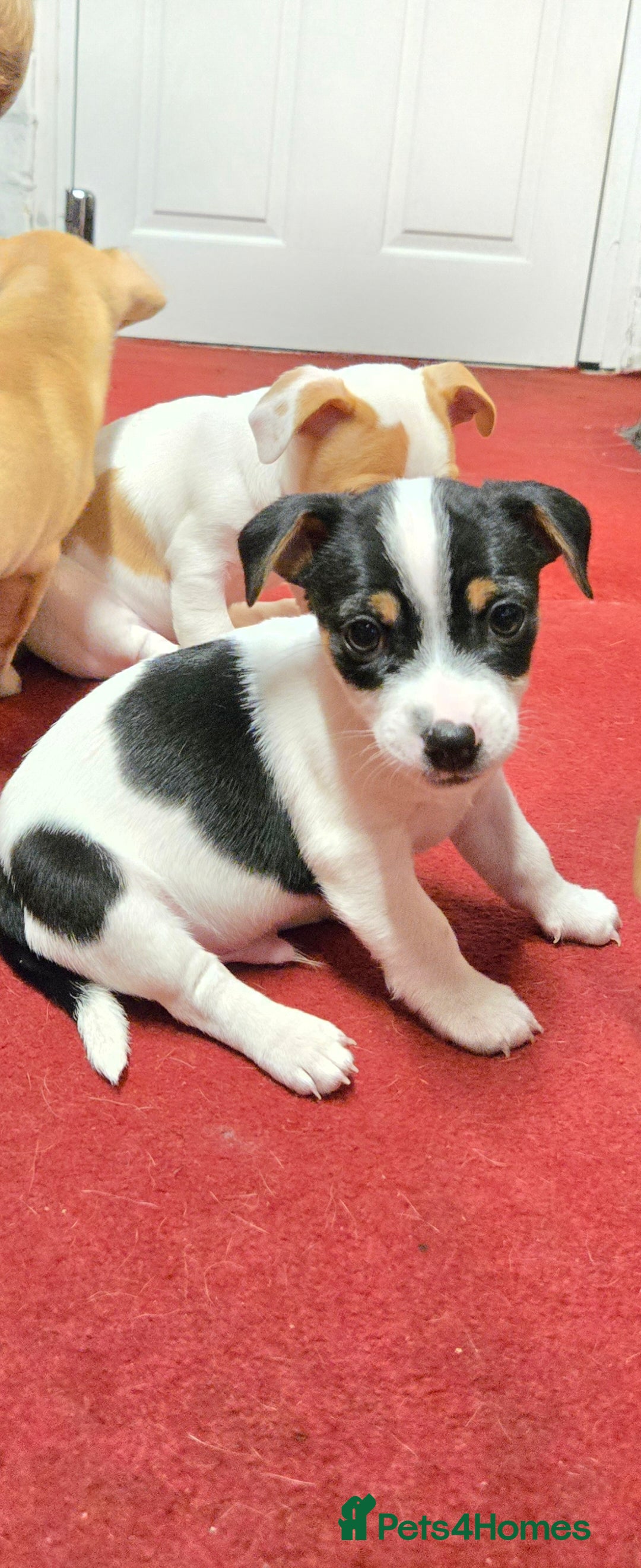 Jack Russell dogs for sale: Jack Russell puppies  - Advert 16