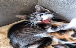 Mixed Breed cats for sale: Bengal Mix 🏆 Best Choice for Playful Families  in Bootle - Image 3