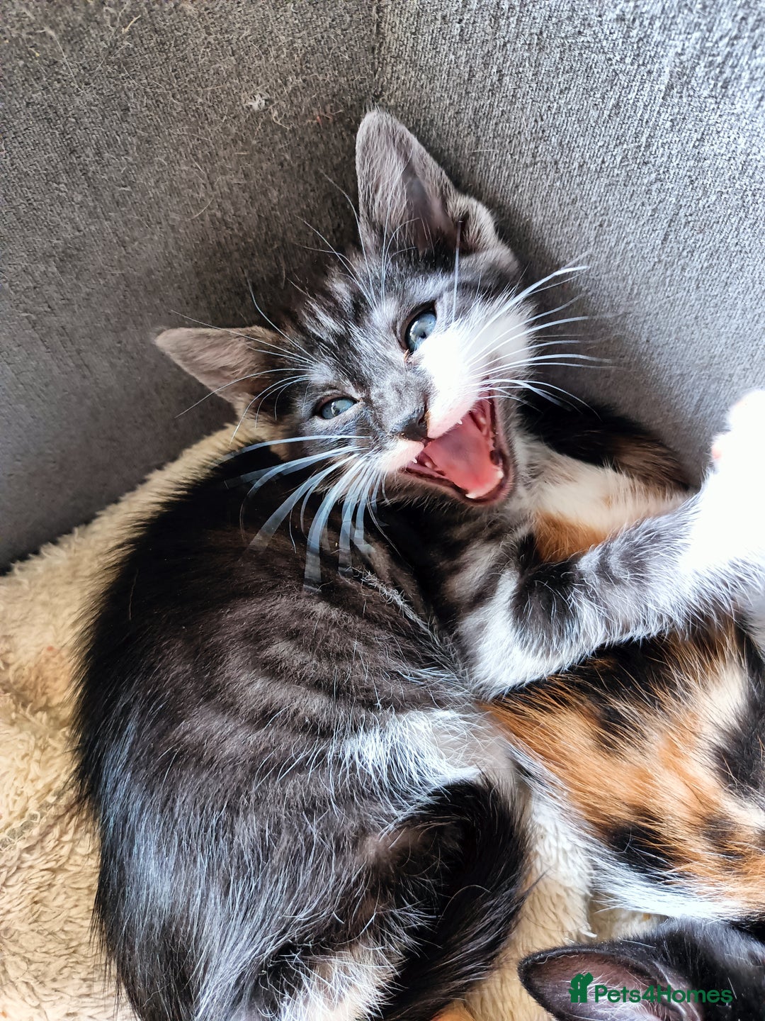 Mixed Breed cats for sale: Bengal Mix 🏆 Best Choice for Playful Families  in Bootle - Image 3