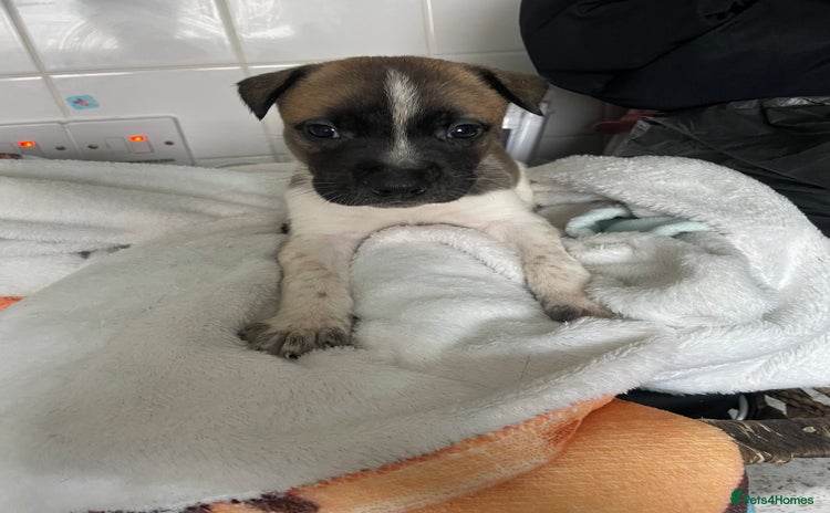 Mixed Breed dogs - Advert 4