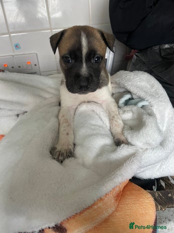 Mixed Breed dogs - Advert 6