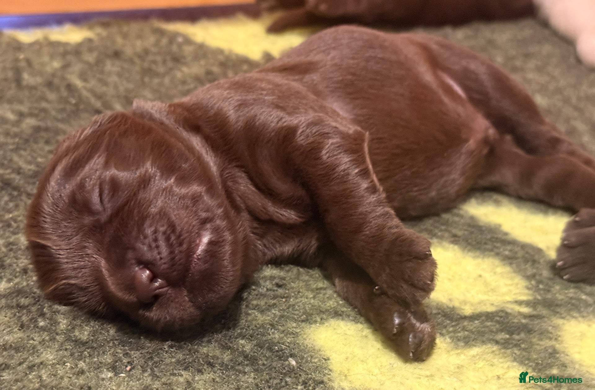 Australian Labradoodle dogs     🐾 Adorable Australian Labradoodle Puppies  - Advert 1