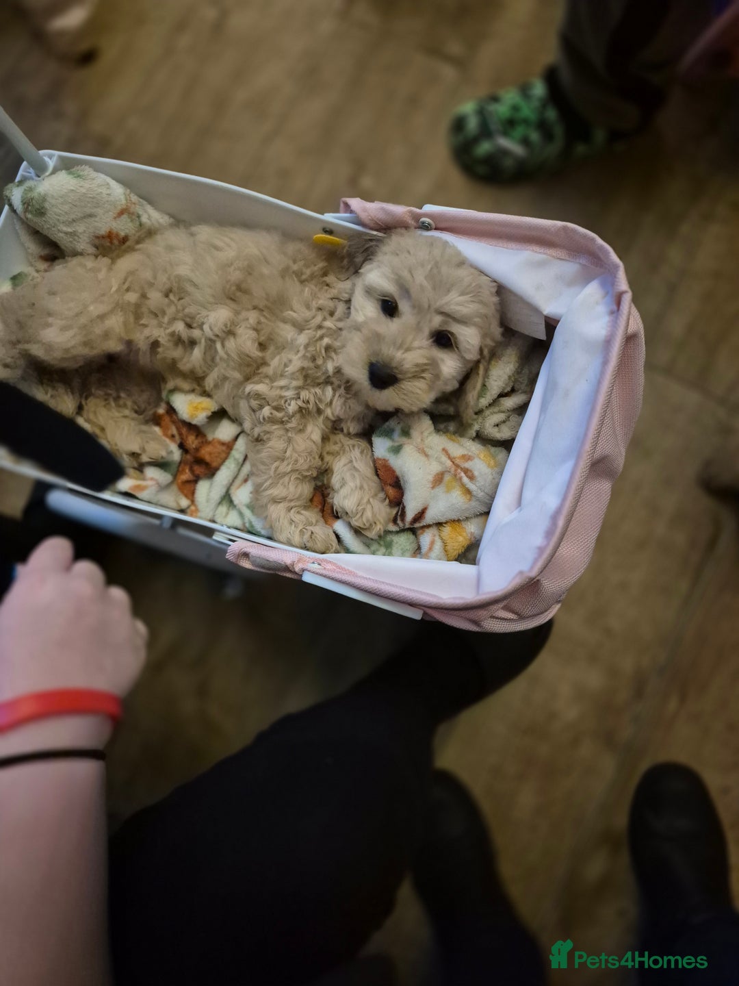 Cockapoo dogs for sale: ***BEAUTIFUL F1B COCKAPOOS*** - Advert 15