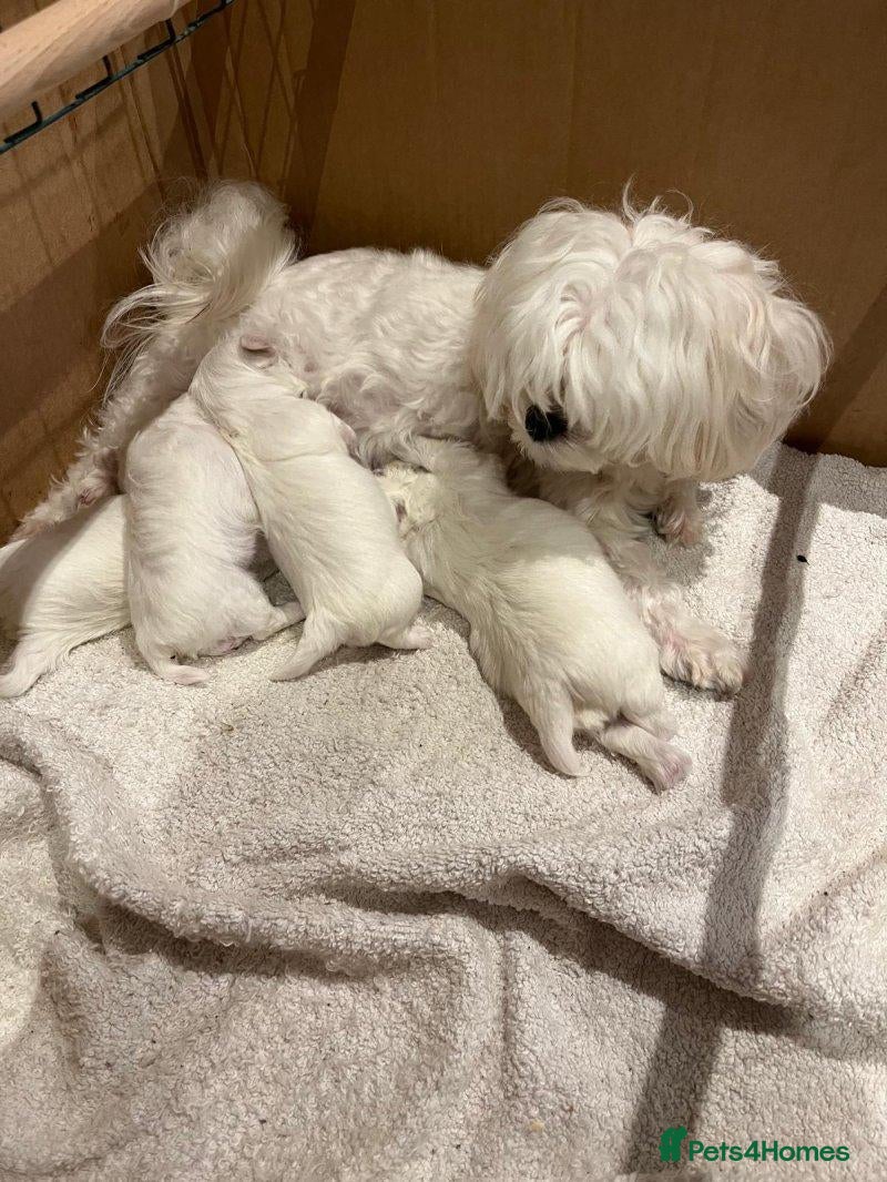 Maltese dogs for sale: Gorgeous fluffy white Maltese puppies. - Advert 17
