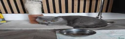 British Shorthair cats for sale: British shorthair kittens  in Leeds - Advert 2