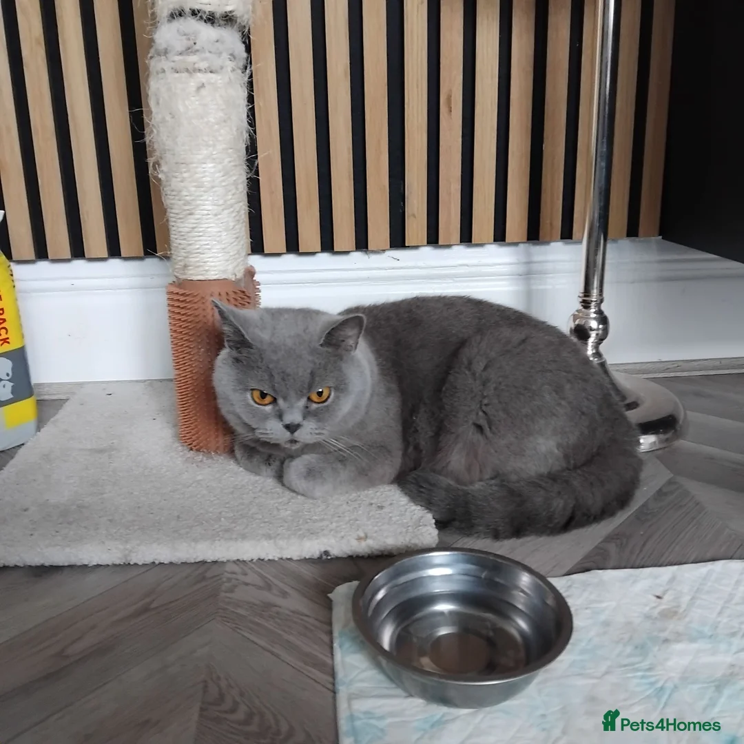British Shorthair cats for sale: British shorthair kittens  in Leeds - Advert 2