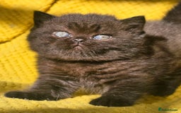 British Shorthair cats for sale: ONE GIRL LEFT GCCF reg BSH kittens - Image 5