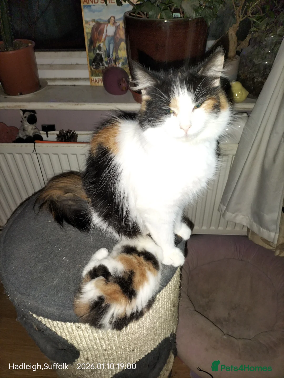 Mixed Breed cats for sale: GORGEOUS DOG AND HOOVER PROOF LONG HAIRED KITTENS - Advert 6