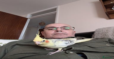 Cockatiels birds - Advert 5