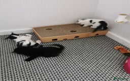 Mixed Breed cats for sale: 4 kittens  - Image 6