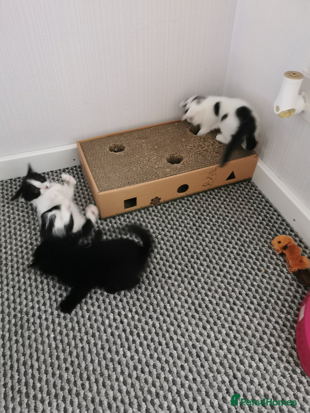 Mixed Breed cats for sale: 4 kittens  - Image 6