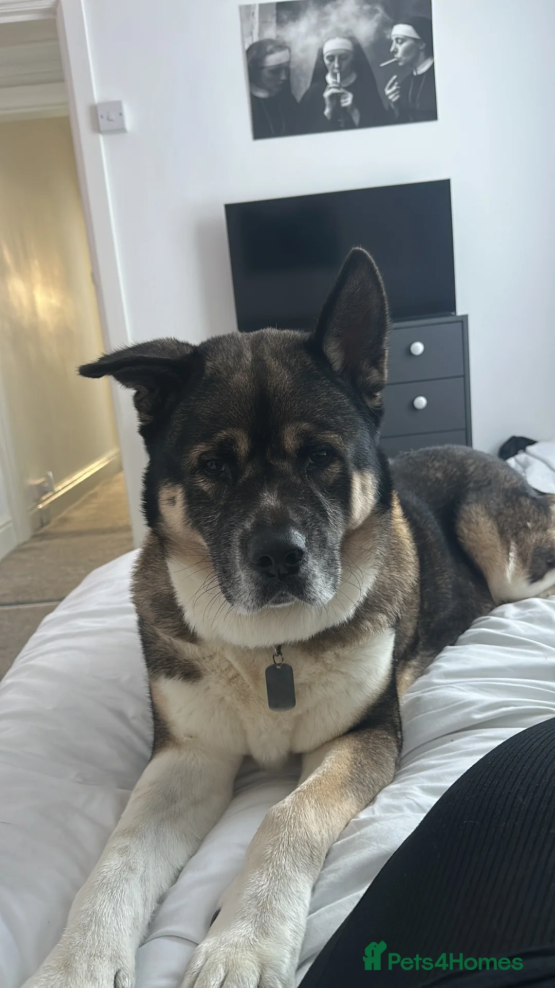 Akita dogs for stud: American Akita For STUD - Advert 5