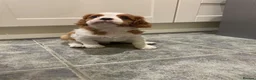 Cavalier King Charles Spaniel dogs for sale: Cavalier king Charles puppies  - Advert 8