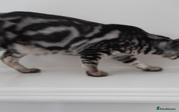 Savannah cats for sale: Full Pedigree & TICA Reg Marble Savannah Kitten - Image 18