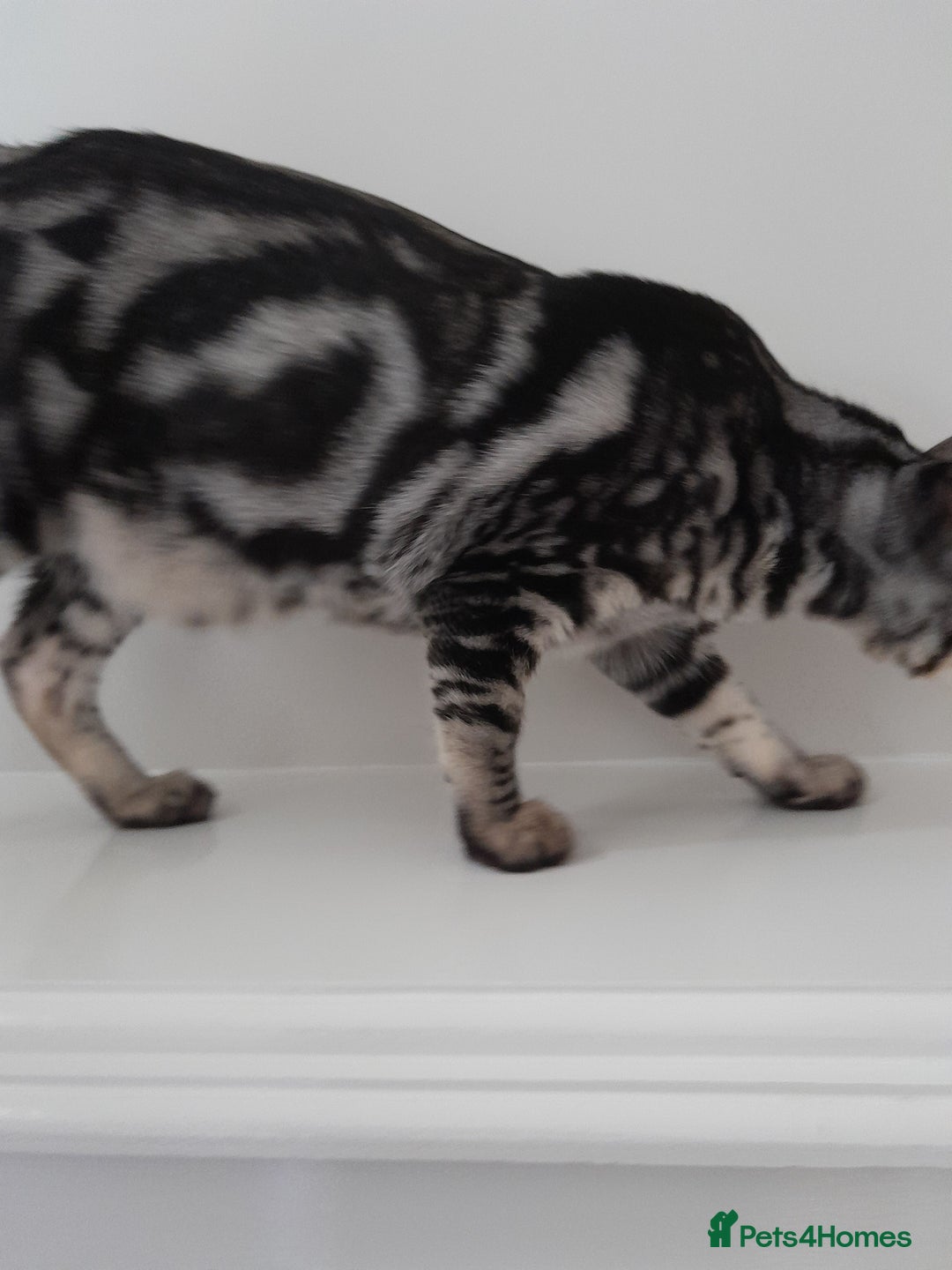 Savannah cats for sale: Full Pedigree & TICA Reg Marble Savannah Kitten - Image 18