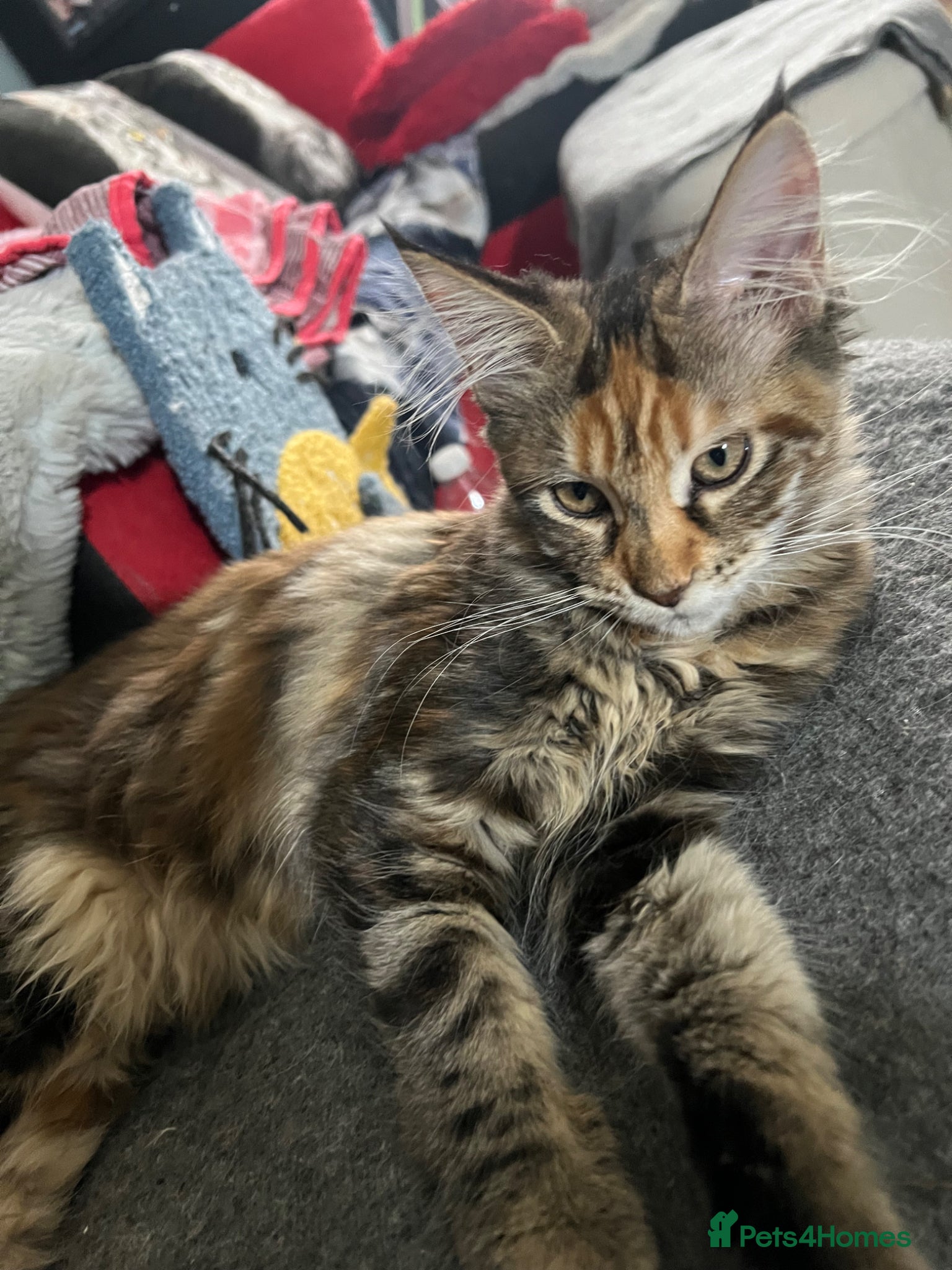 Maine Coon cats for sale: Last two girls.Reduced price.MC kittens  - Advert 17