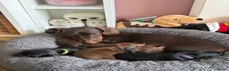 Miniature Dachshund dogs for sale: Dachshund mini puppies  in Hastings - Advert 23