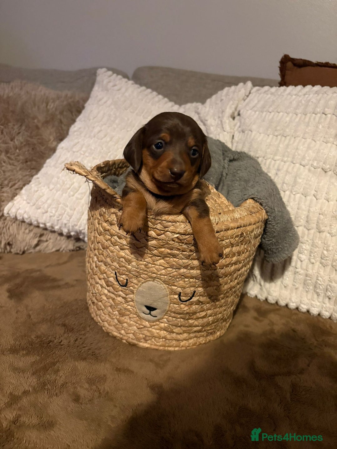 Miniature Dachshund dogs for sale: Miniature dachshund puppies forsale - Advert 15