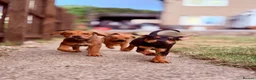 Mixed Breed dogs for sale: Beautiful Rottweiler cross staffy puppies for sale in Huddersfield - Advert 3