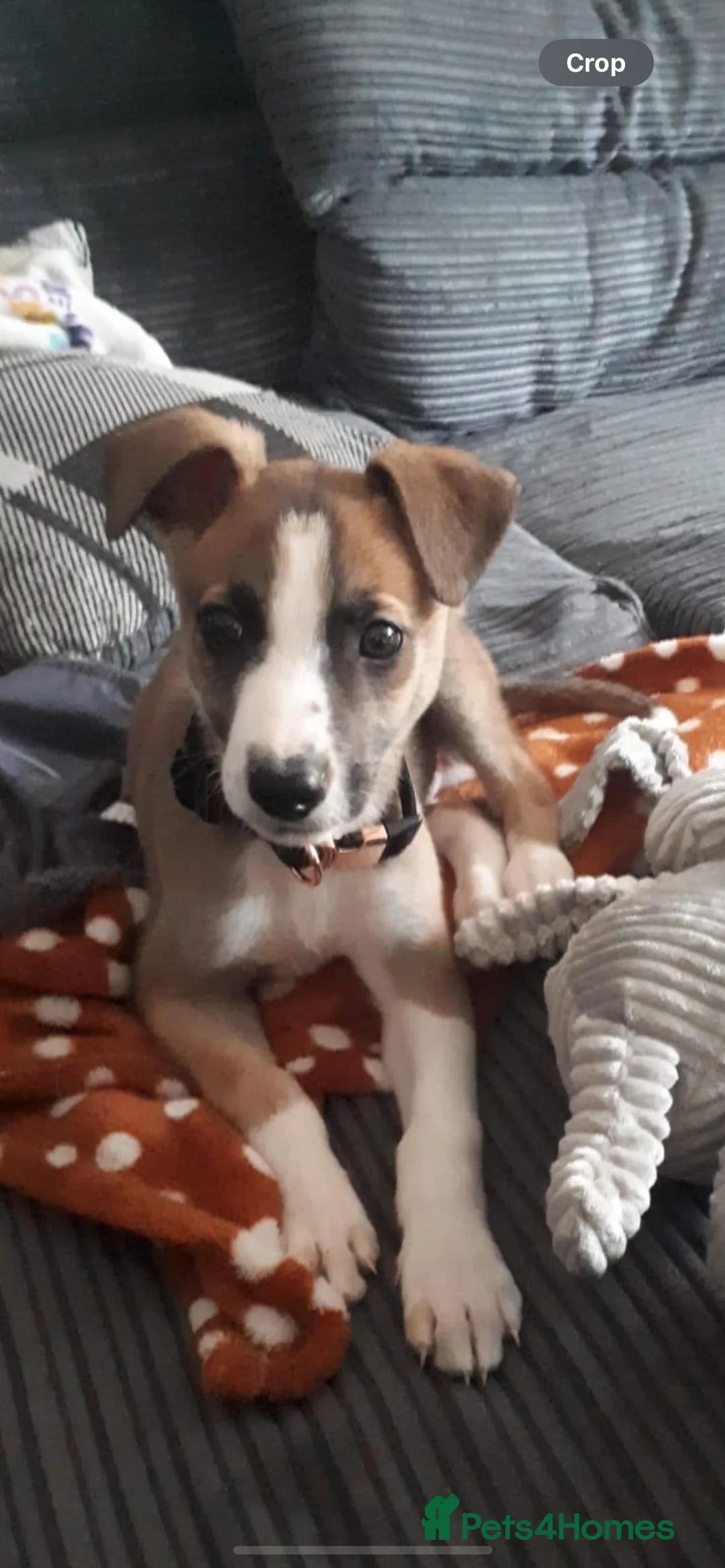 Lurcher dogs for stud: Lurcher for stud - Advert 32