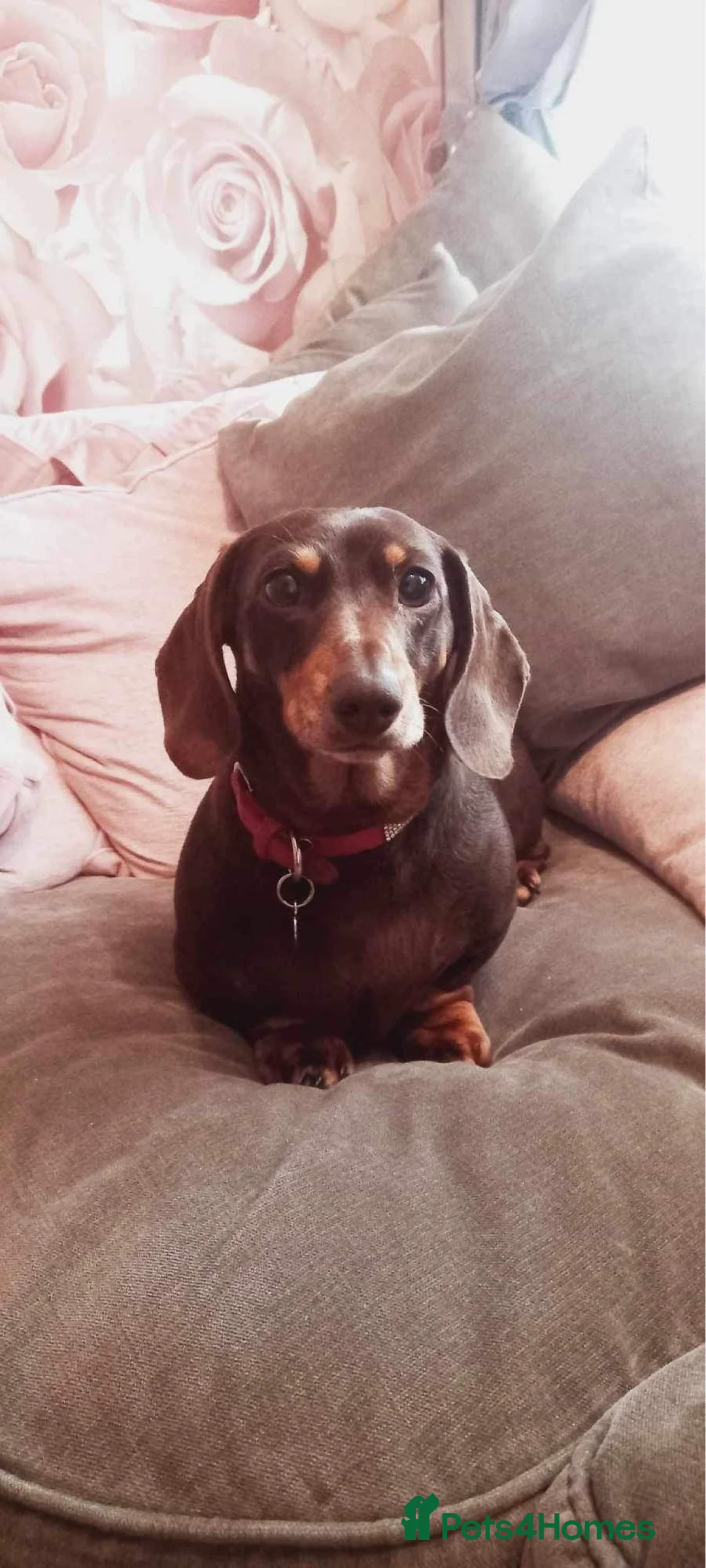 Miniature Dachshund dogs for sale: **FREE** beautiful neutered female mini dachshund  - Advert 1