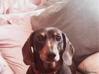 Miniature Dachshund dogs **FREE** beautiful neutered female mini dachshund - Advert 3