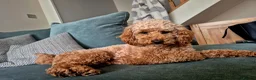 Toy Poodle dogs for stud: Red Toy Poodle Stud - Advert 4