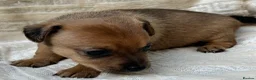 Jack Russell dogs for sale: 🐶  Jack Russell Puppies –  Ready Now 🐾 - Advert 6