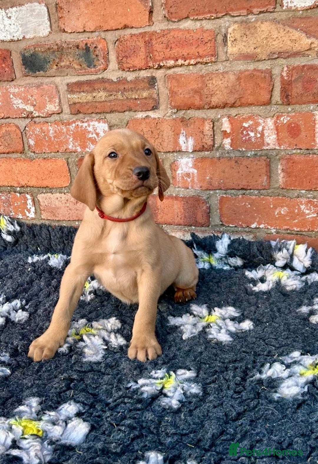 Mixed Breed dogs for sale: Stunning quality Vizslador puppies  - Advert 23