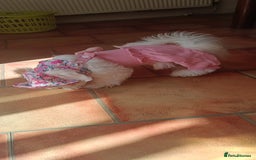 Bichon Frise dogs for sale: Bichon girl - Image 14