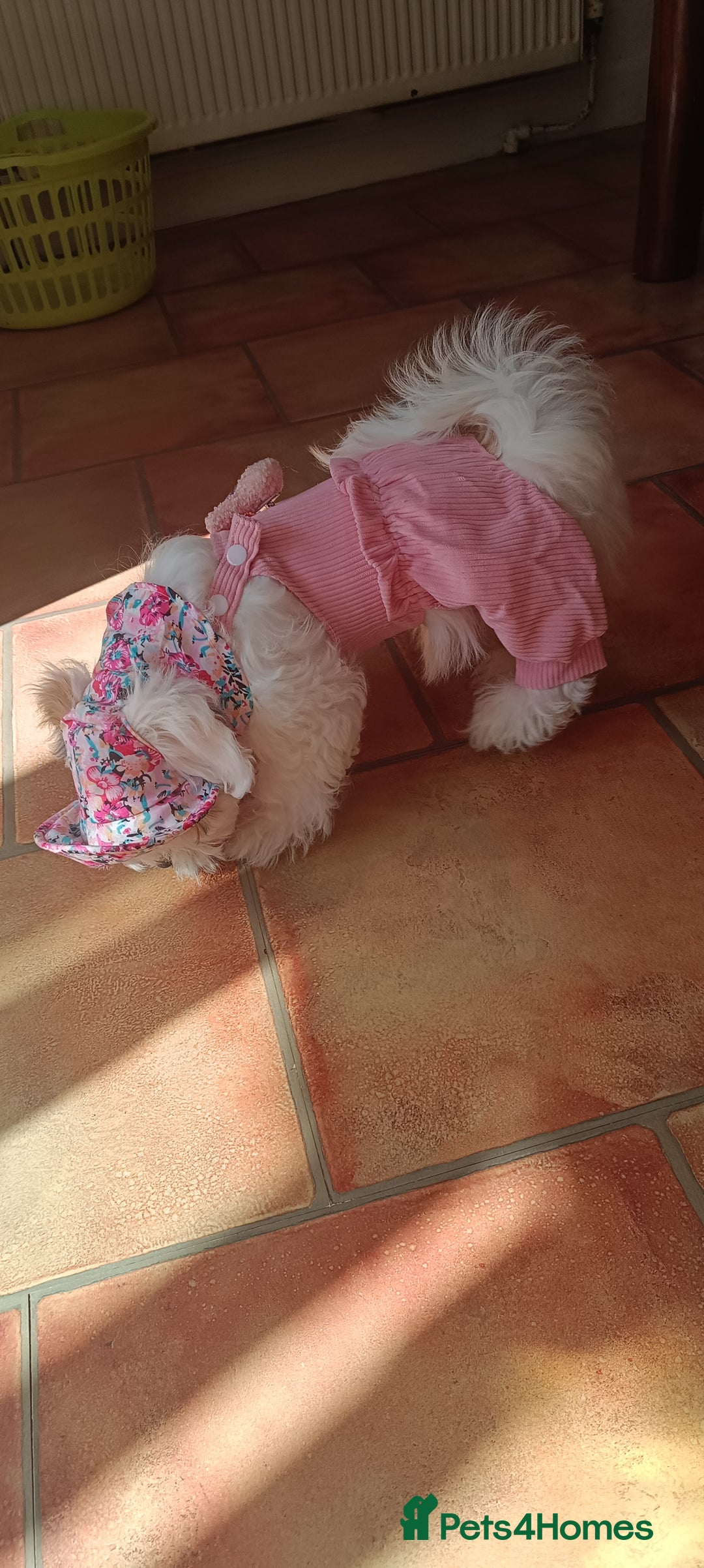 Bichon Frise dogs for sale: Bichon girl - Image 14
