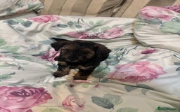 Yorkiepoo dogs for sale: Yorkipoo Puppies  - Image 2