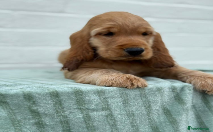 Cocker Spaniel dogs in Bradford - Advert 12