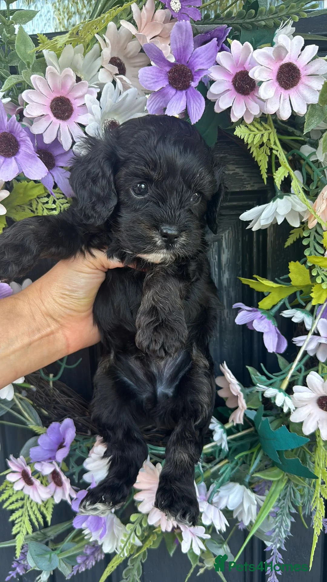 Cavapoo dogs for sale: Beautifull health tested cavapoos - Advert 2