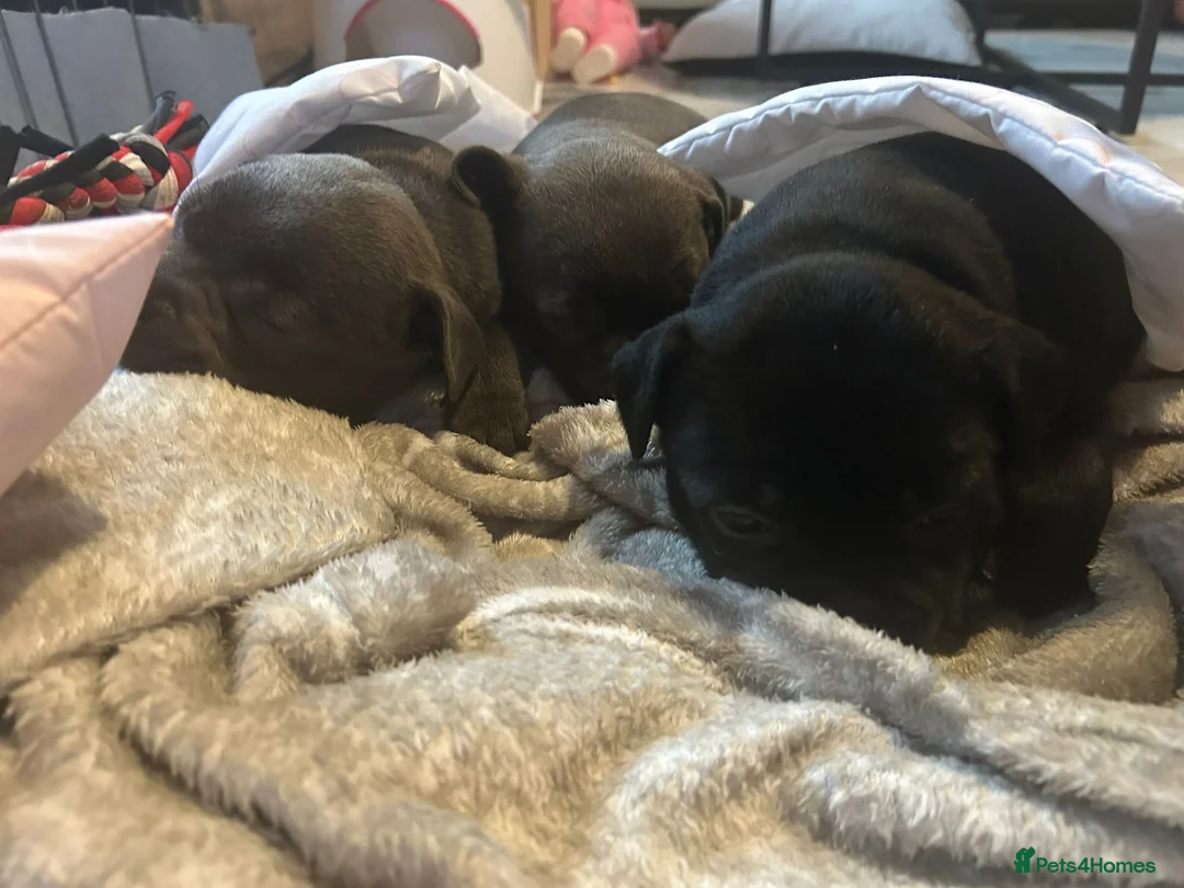 Staffordshire Bull Terrier dogs for sale: Blue and black staff puppies  - Advert 13