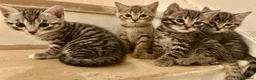 Bengal cats for sale: 4 bengal mix kittens  in London - Advert 3