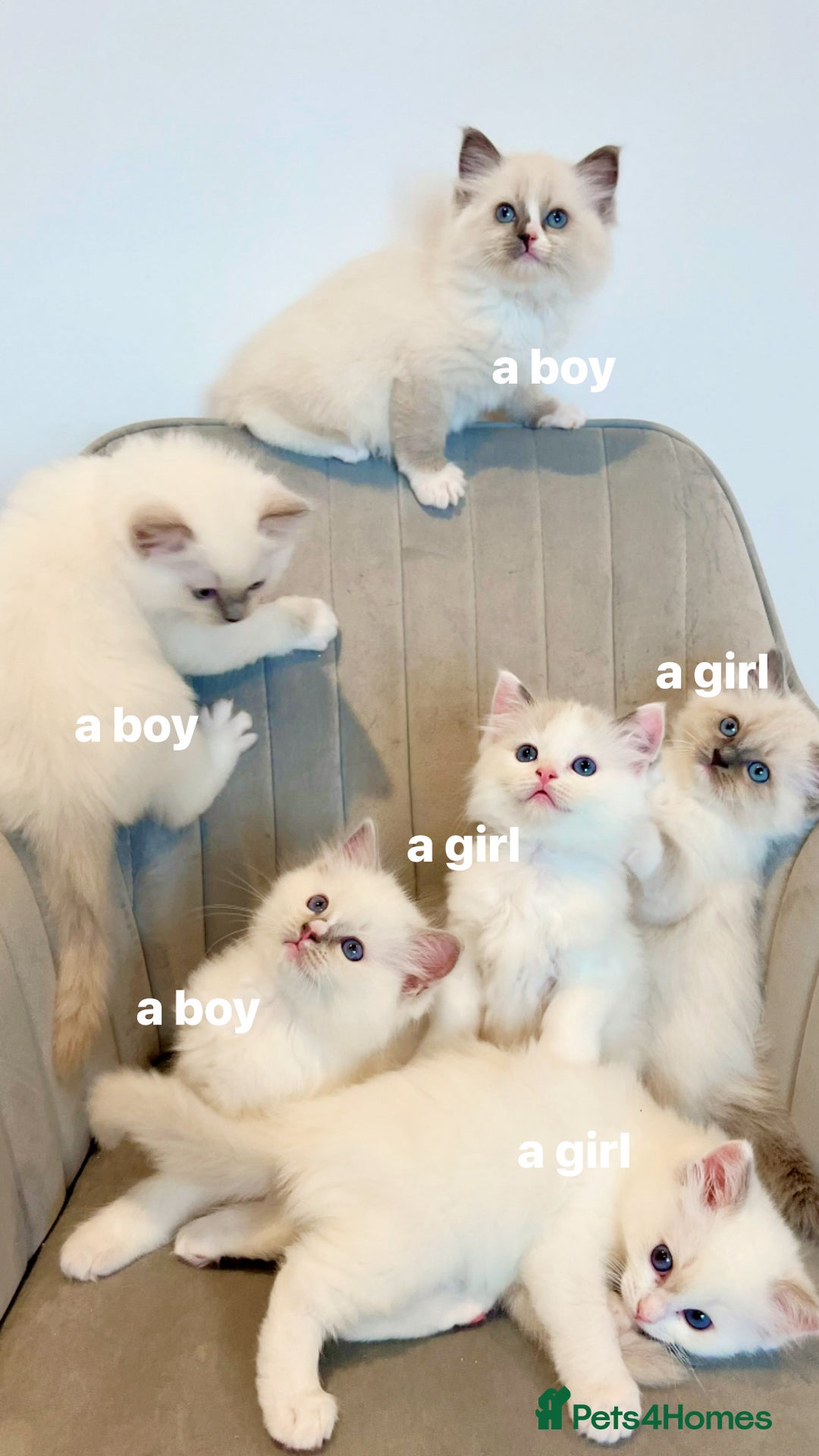 Ragdoll cats for sale: Champion Lines Beautiful Ragdoll Kittens  - Advert 5