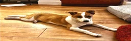 Mixed Breed dogs for adoption: Konie 🩷 in Worcester Park - Advert 9