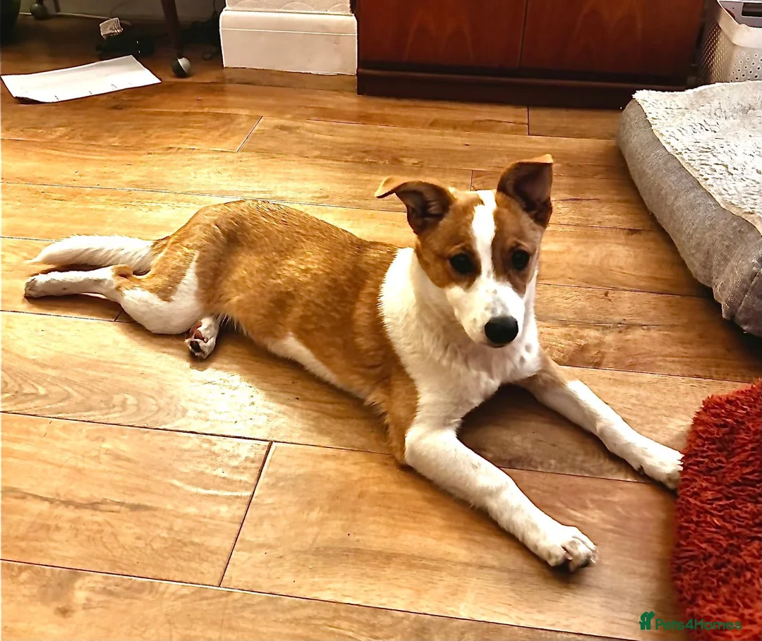 Mixed Breed dogs for adoption: Konie 🩷 in Worcester Park - Advert 9