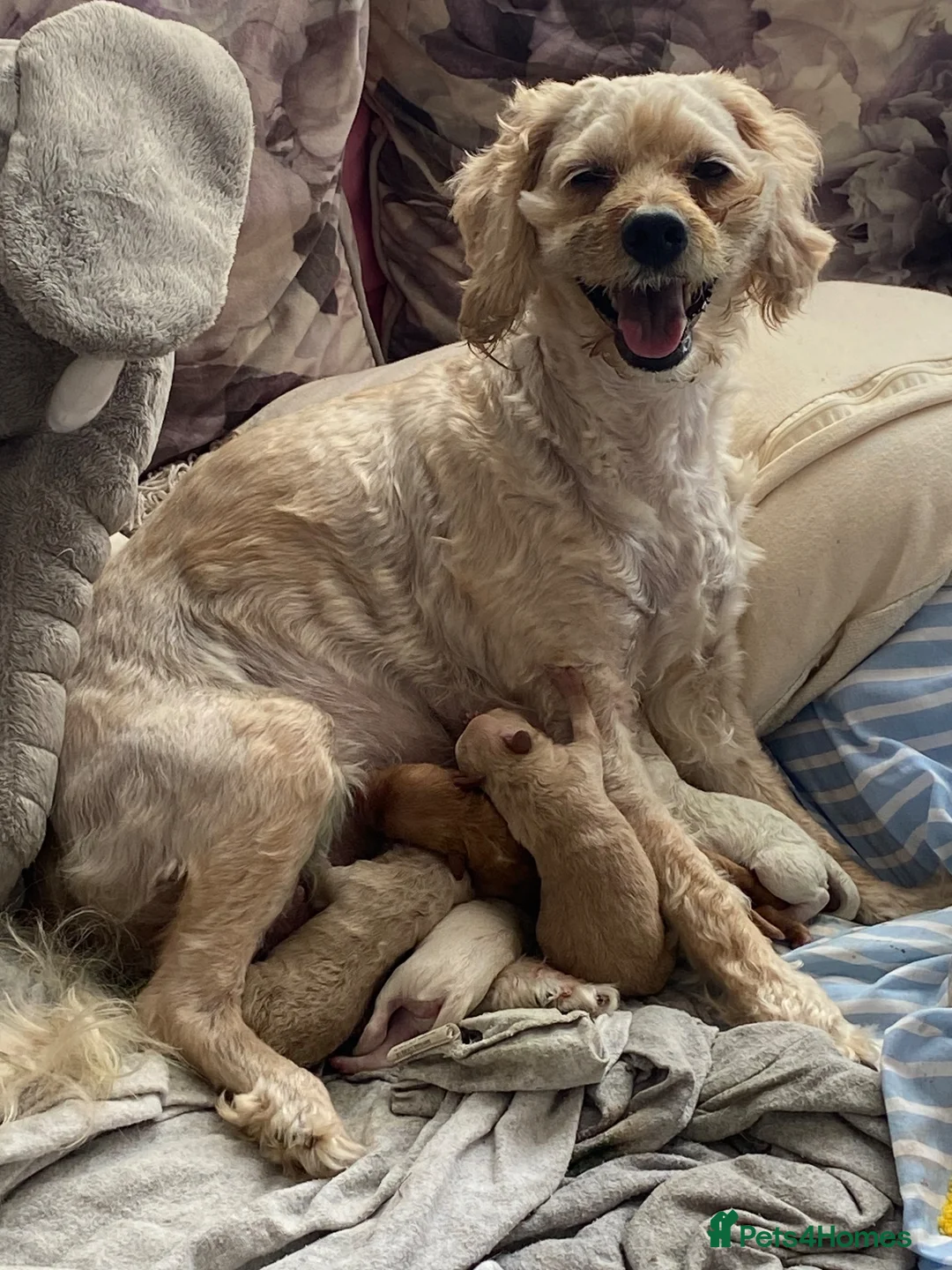 Mixed Breed dogs for sale: 1 girl and 1 boy cavapoochonJacks in Warrington - Advert 8