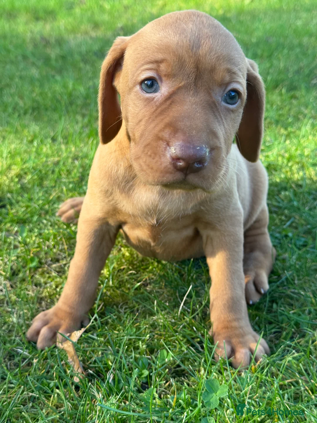 Hungarian Vizsla dogs for sale: OUR BEAUTIFUL GIRL HAS HAD 8 KC REG PUPS - Advert 2