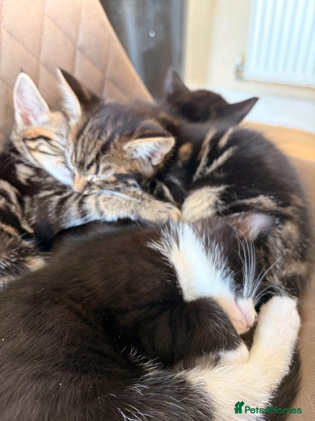 British Shorthair cats for sale: Beautiful playful kittens ready for a new home - Advert 2