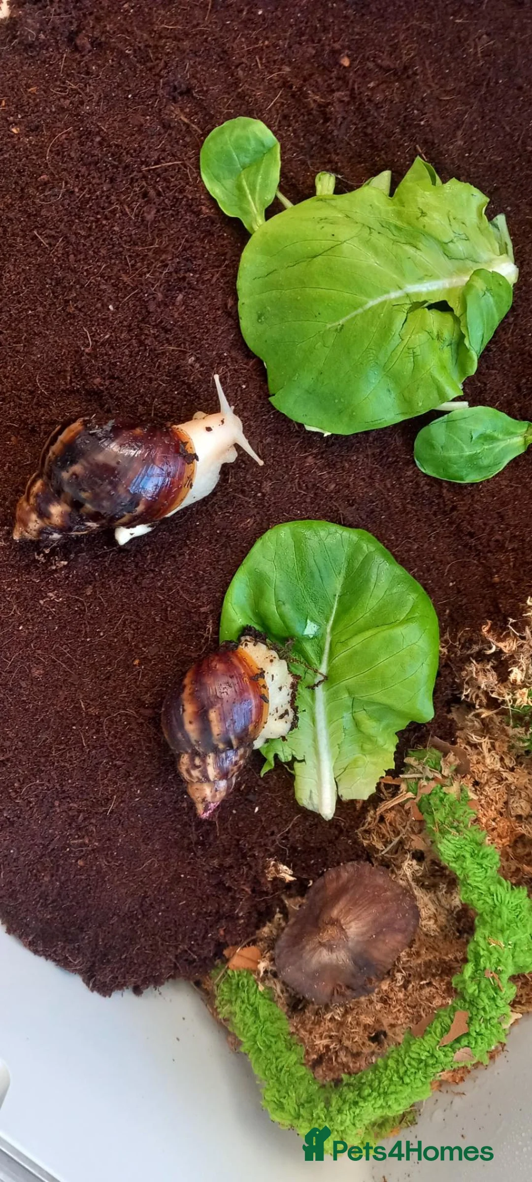 Snails invertebrates for sale: 2 X Giant African Land Snails with enclosure. in New Milton - Advert 8