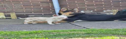 German Shepherd dogs for sale: Male German Shepherd  - Advert 4