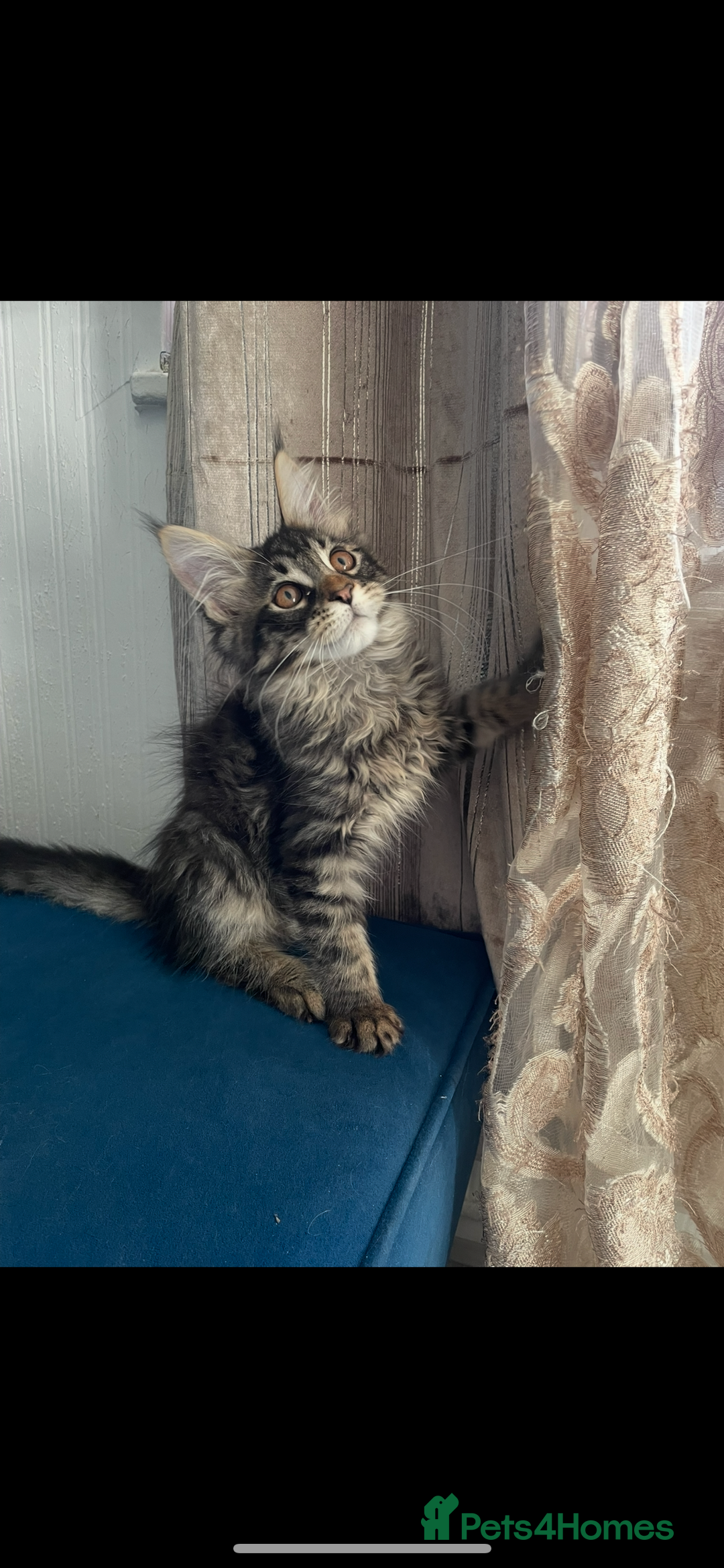 Maine Coon cats for sale:  3 beautiful pedigree Maine coon kittens  - Advert 9